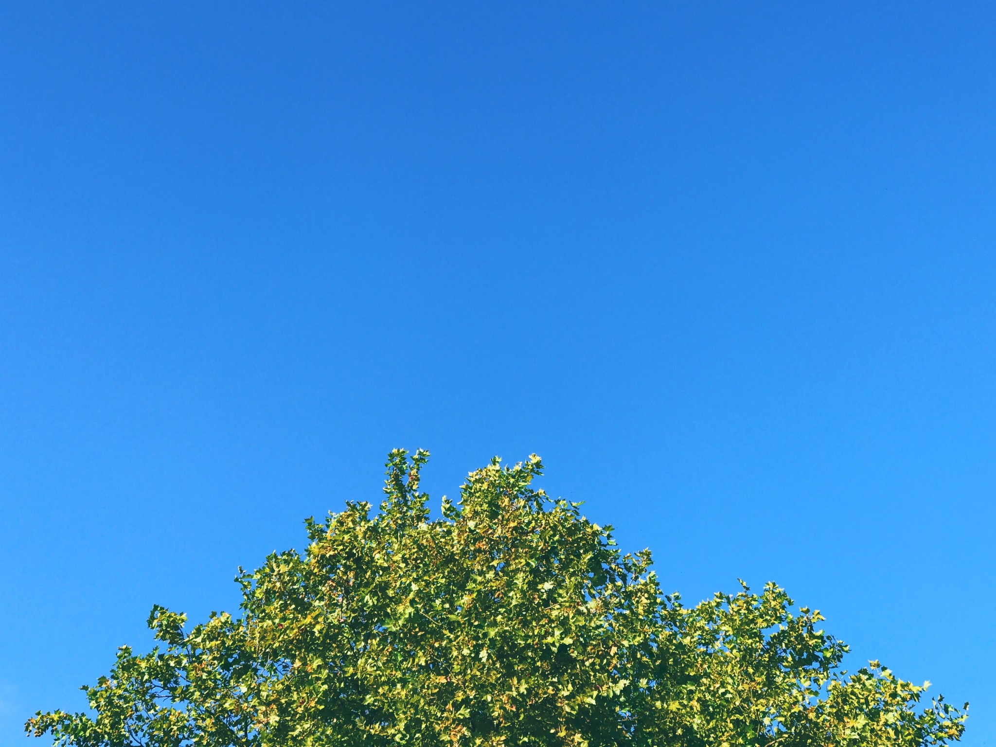 Baumkrone vor blauem Himmel in Hamburg, iPhone7+